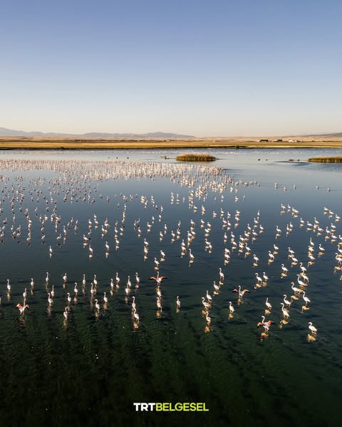 Afyonkarahisar'da Nadir Flamingo Görüntüsü