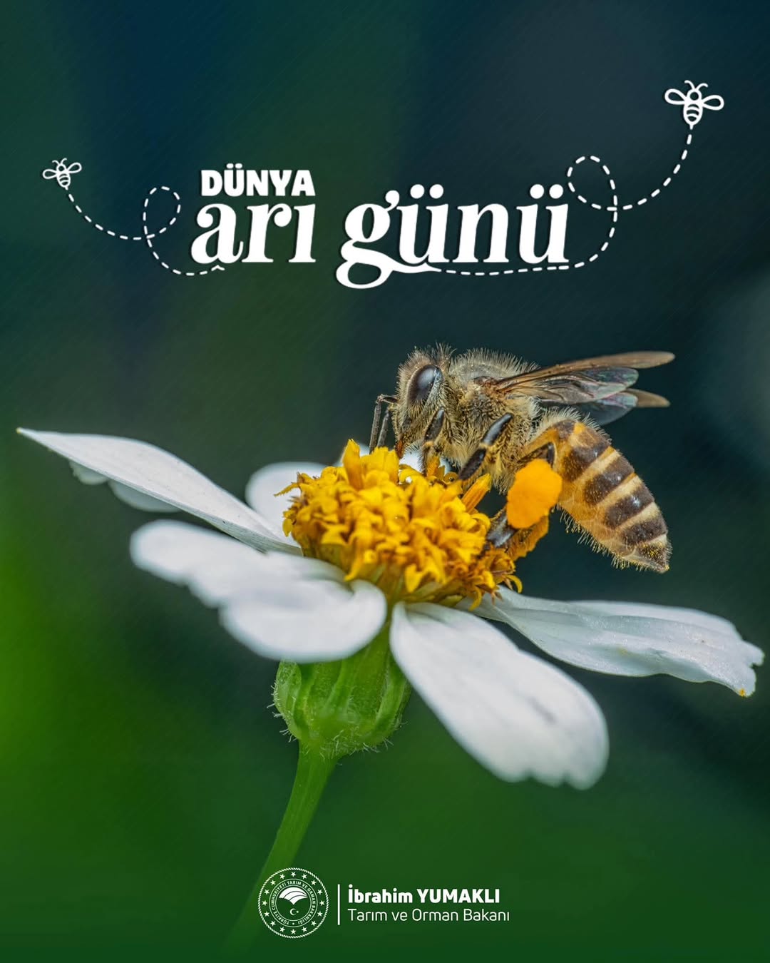 Dünya Arı Günü: Arılar, Yaşamın Devamlılığının Anahtarı