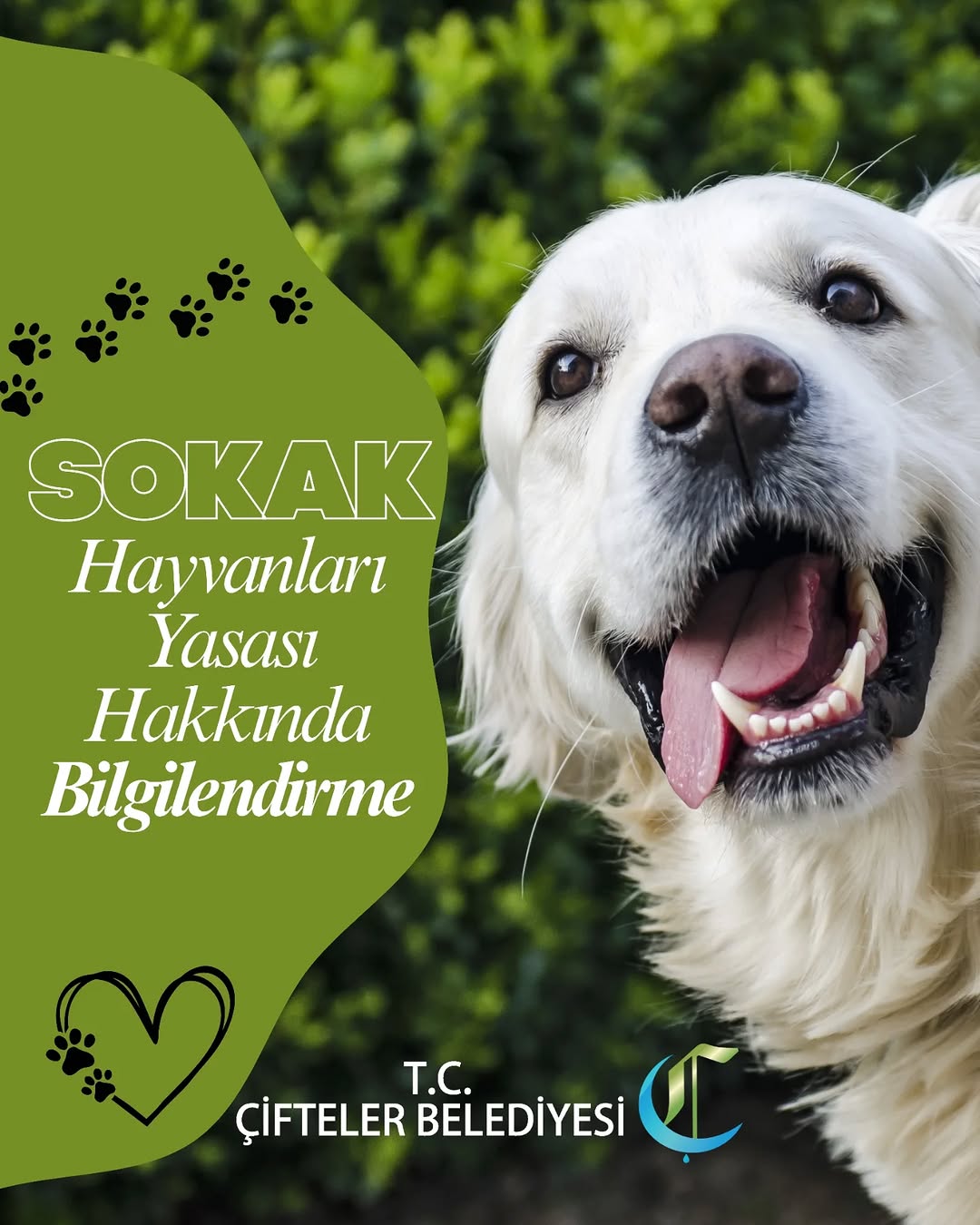 Hayvan Koruma Yeni Yasası: Sokak Hayvanları ve Sahipli Hayvanlar İçin Getirilen Yükümlülükler